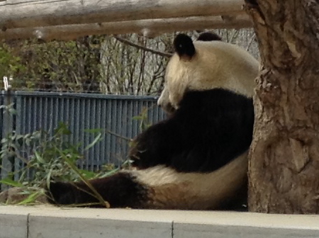 「王子動物園」パンダを横から見た様子