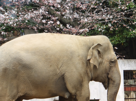 「王子動物園」ゾウ