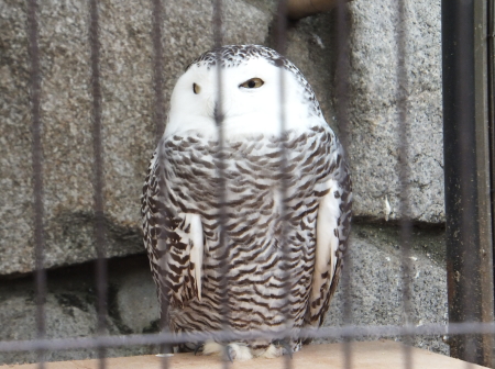 「王子動物園」フクロウ