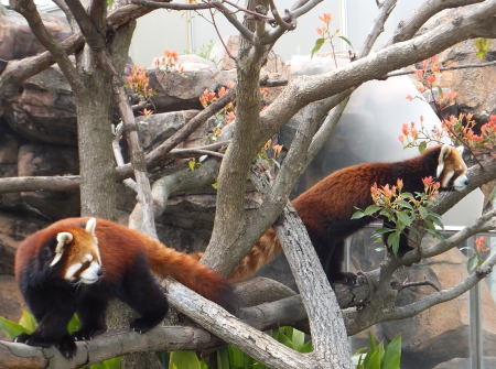 「王子動物園」レッサーパンダ