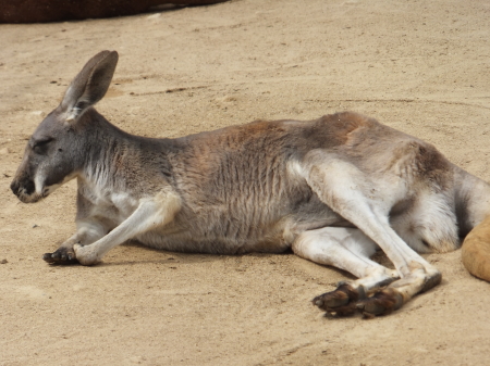 「王子動物園」カンガルー