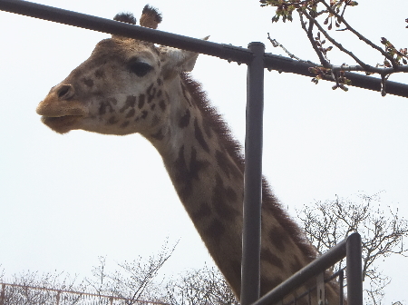 「王子動物園」キリン