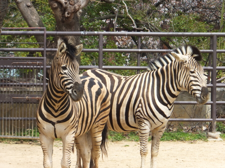 「王子動物園」シマウマ