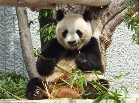 「王子動物園」パンダが竹を食べている様子