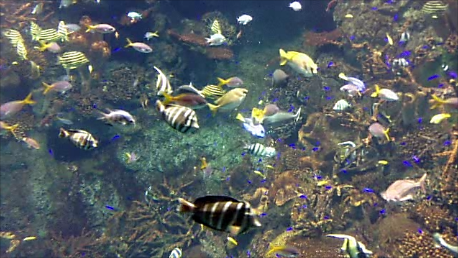 海遊館「グレートバリアリーフにいる魚たち」