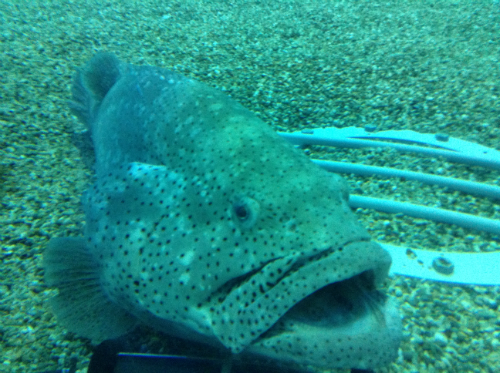 海遊館の巨大な魚「ヤイトハタ」