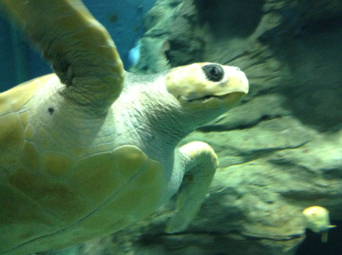 海遊館・ウミガメ