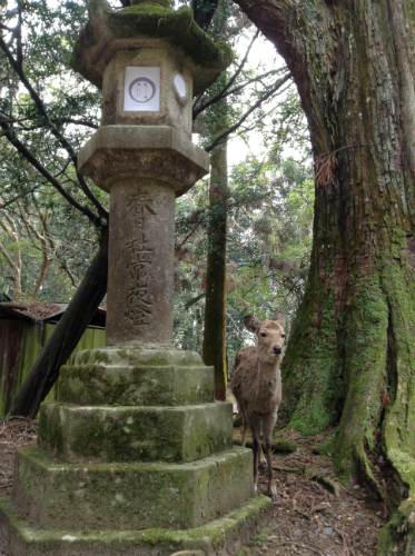 春日大社燈籠と鹿