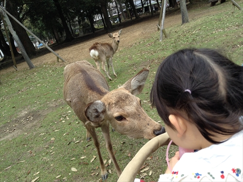 奈良で鹿に会いに行こう