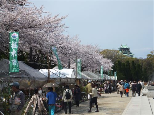 桜満開、大阪城のお花見スポット