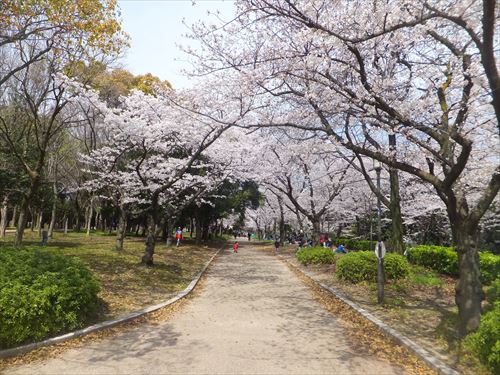 桜満開、大阪城のお花見スポット