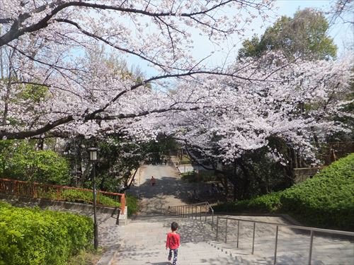 桜満開、大阪城のお花見スポット