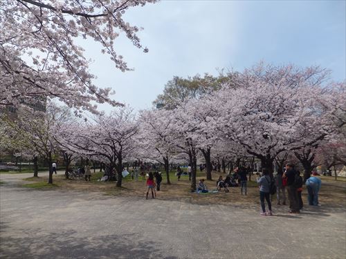 桜満開、大阪城のお花見スポット