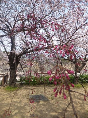 桜満開、大阪城のお花見スポット