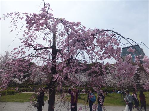 桜満開、大阪城のお花見スポット