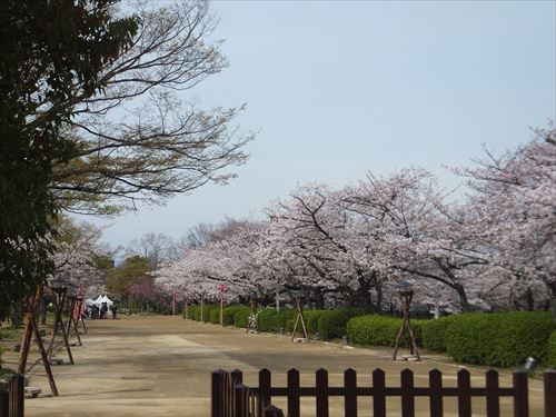 桜満開、大阪城のお花見スポット