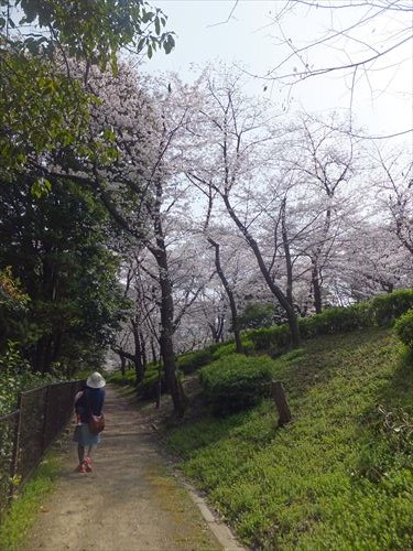 桜満開、大阪城のお花見スポット