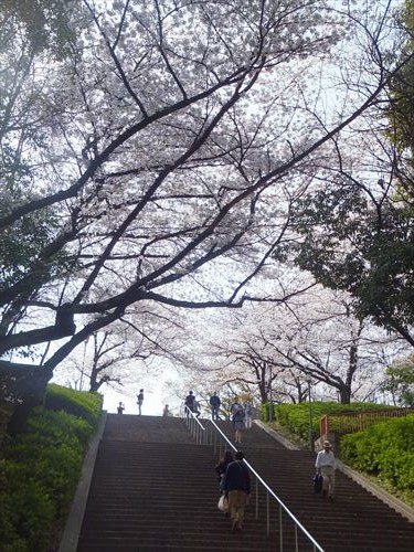 桜満開、大阪城のお花見スポット