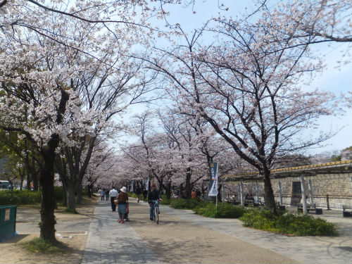 桜満開、大阪城のお花見スポット