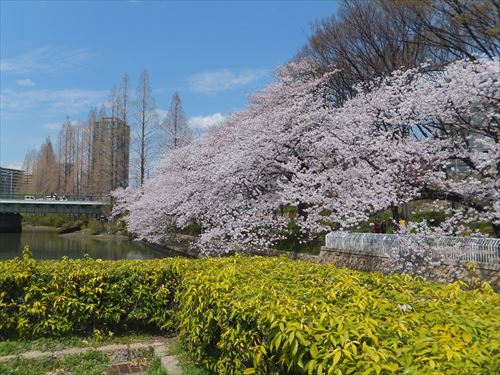 毛馬桜ノ宮公園