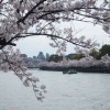 毛馬桜ノ宮公園