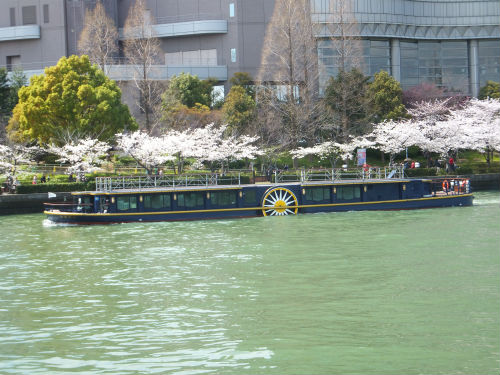 毛馬桜ノ宮公園の桜