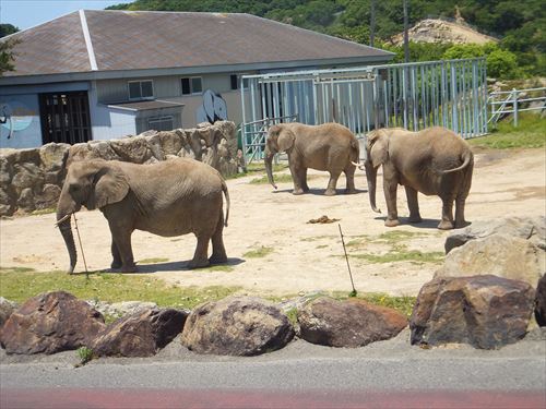 ケニア号から。ゾウ