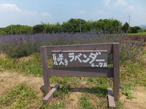 和泉リサイクル環境公園でラベンダー畑鑑賞