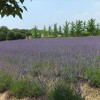 和泉リサイクル環境公園でラベンダー畑鑑賞