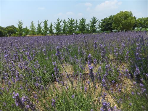 和泉リサイクル環境公園でラベンダー畑鑑賞