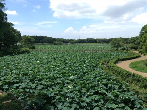 大泉緑地・