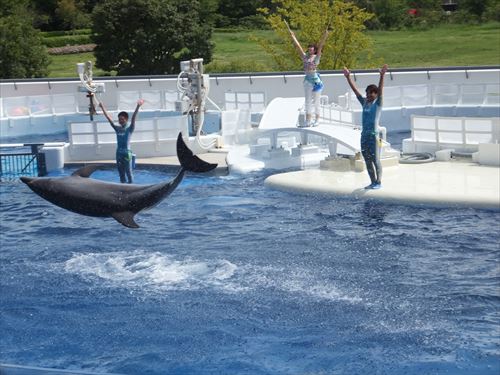 京都水族館のイルカショー