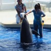 京都水族館のイルカショー、イルカの口にタッチしている様子