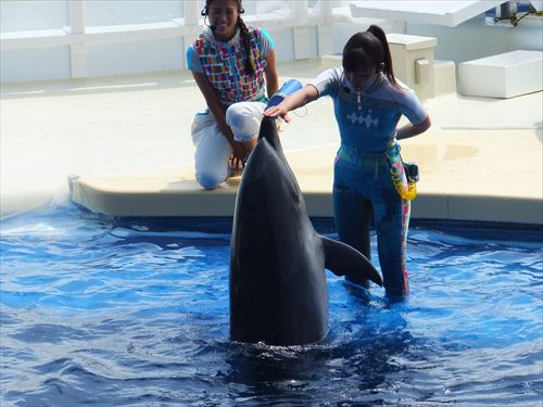 京都水族館のイルカショー、イルカの口にタッチしている様子