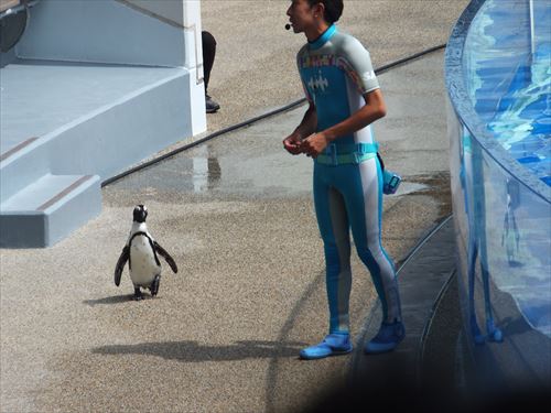 京都水族館のイルカショーにペンギン登場