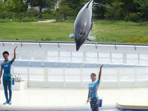 京都水族館のイルカショー。ジャンプシーン