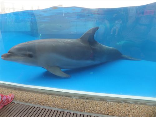 京都水族館のイルカショー。水槽底にいるイルカ