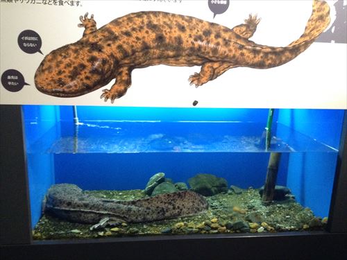 京都水族館・オオサンショウウオ