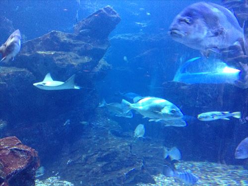 京都水族館・熱帯魚＆深海魚