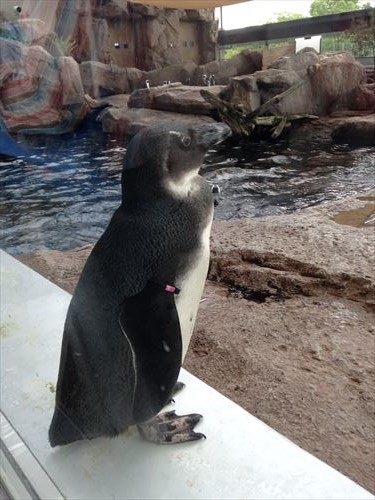 京都水族館・ペンギン