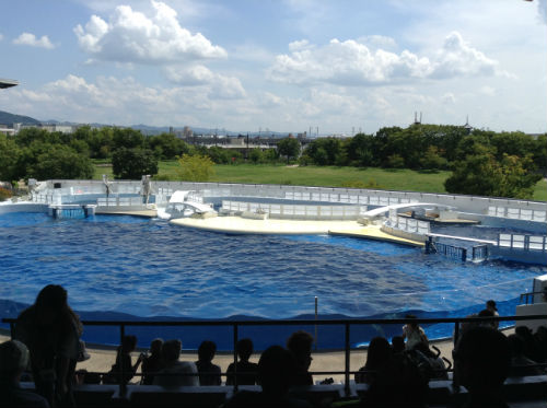 京都水族館・イルカショー