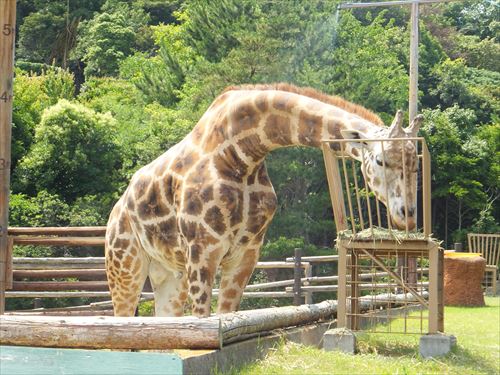 みさき公園の動物園・きりん