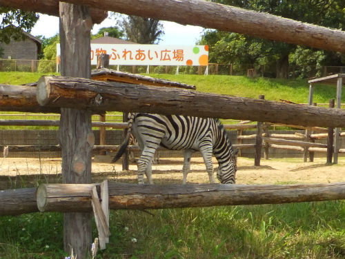 みさき公園・動物園・しまうま