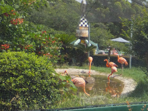 みさき公園・動物園・フラミンゴ