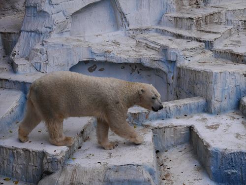 天王寺動物園のホッキョクグマ