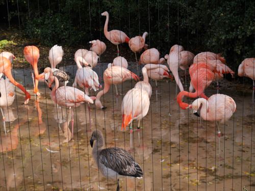 フラミンゴ・天王寺動物園