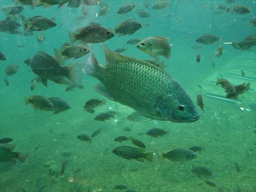 天王寺動物園の魚