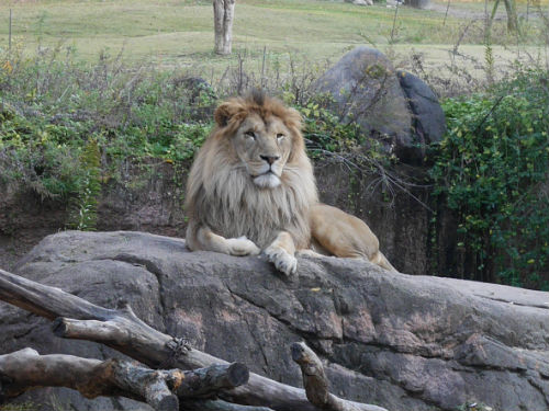 天王寺動物園のライオン