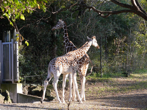 天王寺動物園のキリン