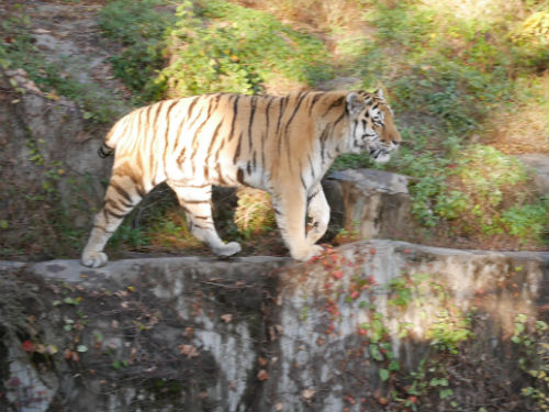 天王寺動物園のトラ